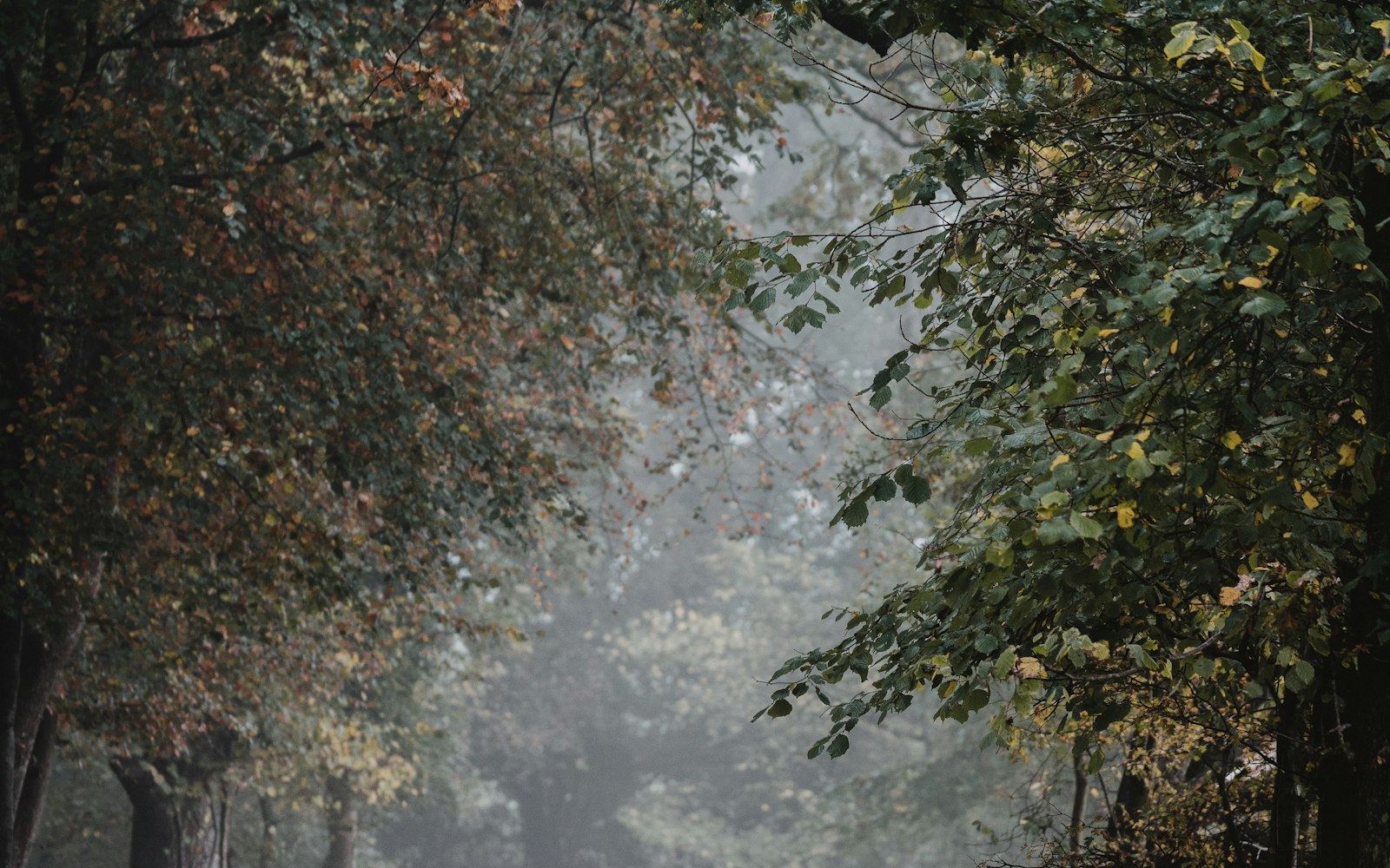 Leaf-covered autumn path, perfect for a walk before afternoon tea in Harrogate