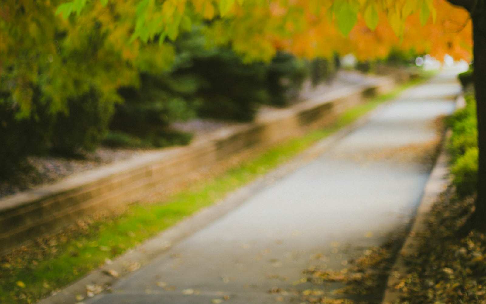 Golden autumn leaves lining a garden pathway near Harrogate during half term