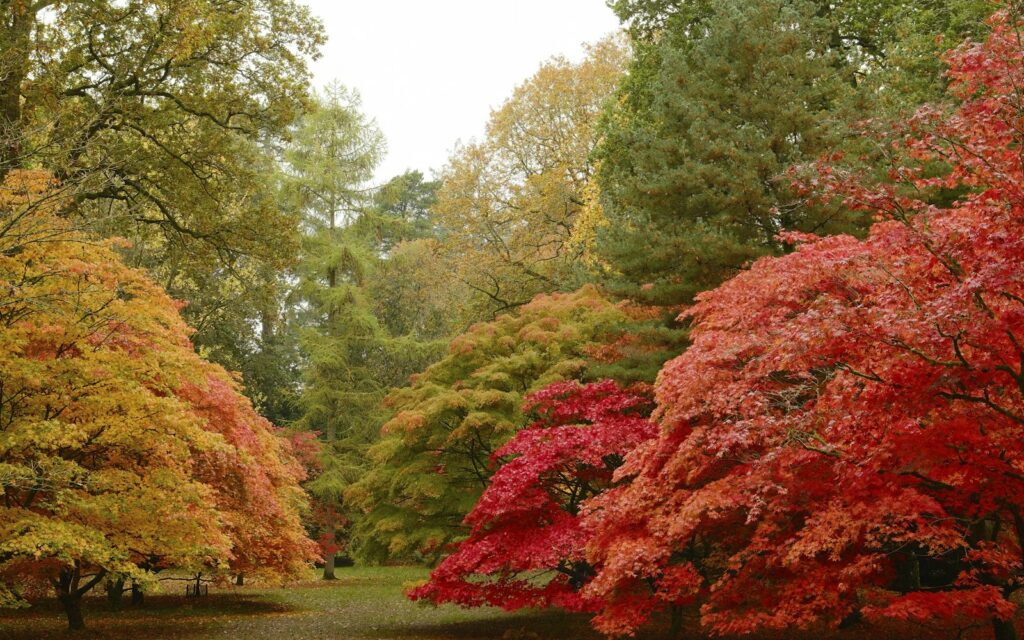 Autumn colour in Harrogate's Valley Gardens, a short walk from the Harrogate Literature Festival venues